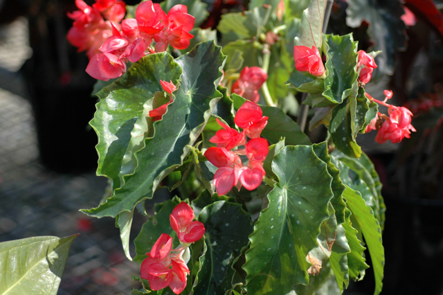 B. ‘Jade Dragon’